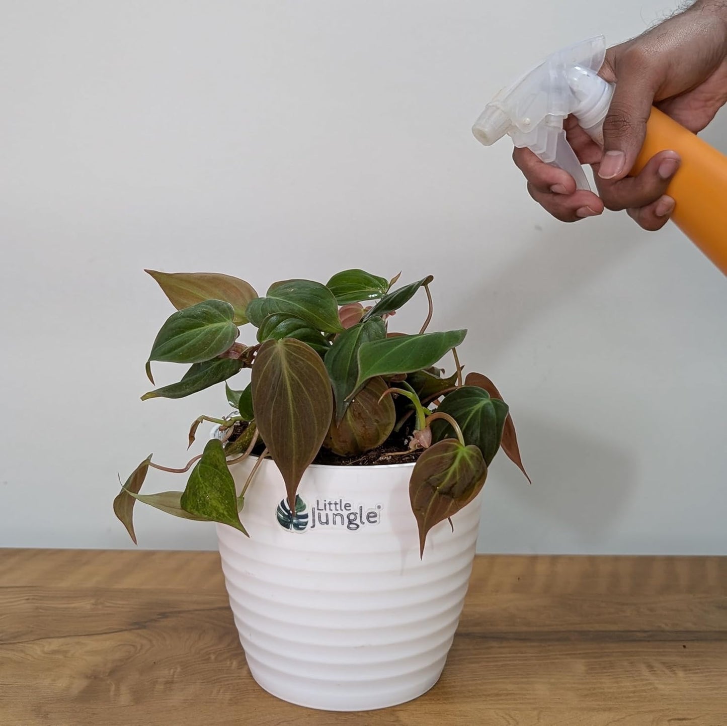 LittleJungle Philodendron Micans - Live Plant with 5.5 Inches White Decor Pot | Indoor Plants For Home | Live Plants Indoor | Air Purifying Plant | Live Plant With Pot For Home Decor |