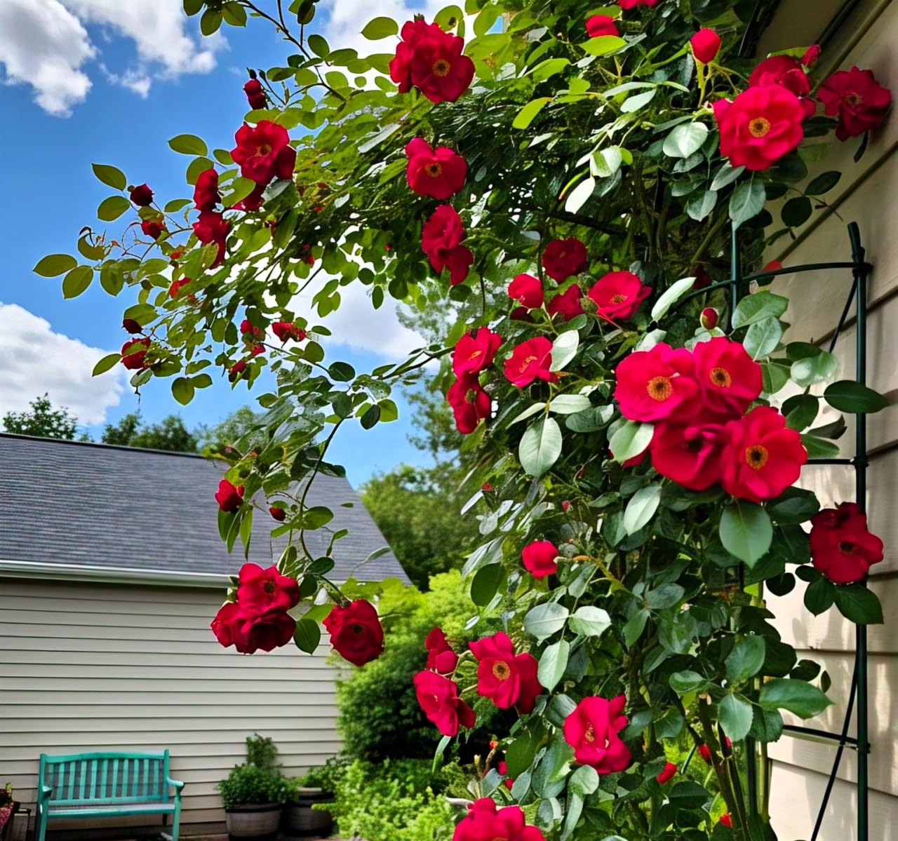 160+ SEEDS- Climbing Rose Mix Flower Seeds Pack - Hybrid, Year-Round Blooms, Minimal Care - Seeds Ville