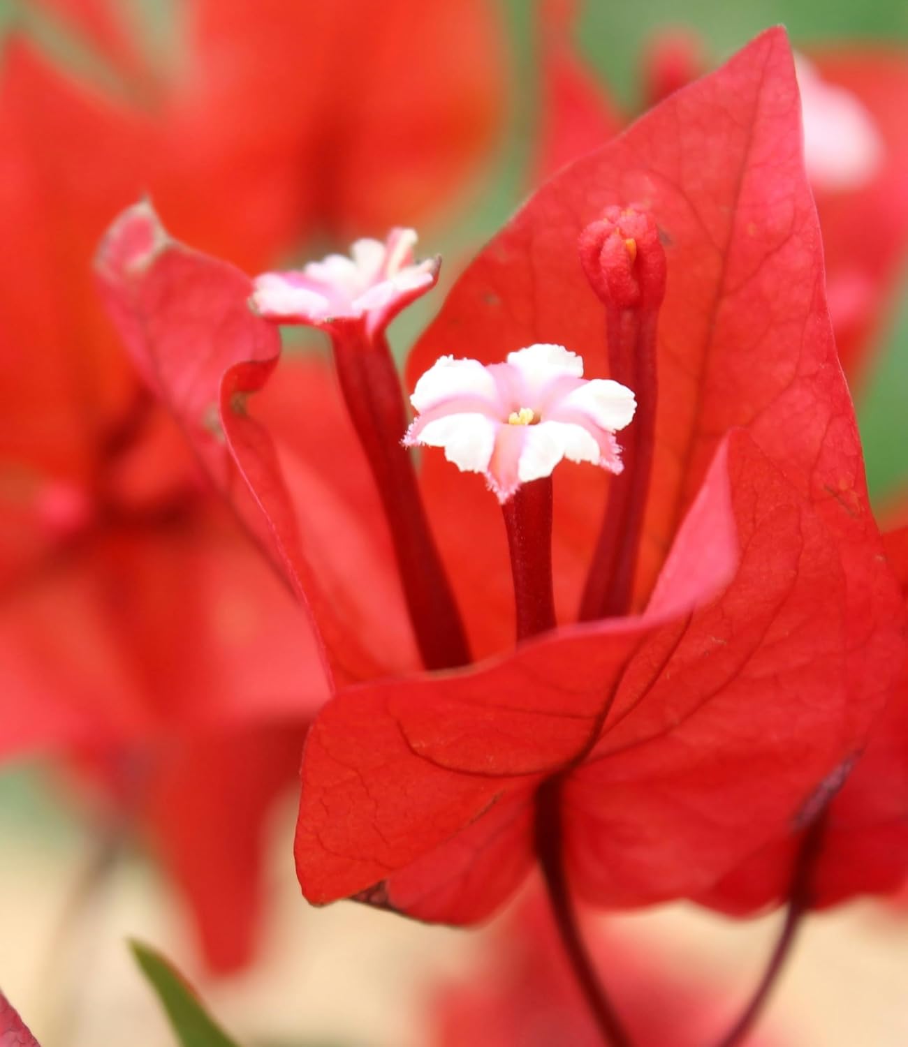 Bougainvillea Bonsai Dwarf Live Plant for Landscaping (Pack of 1) - Seeds Ville