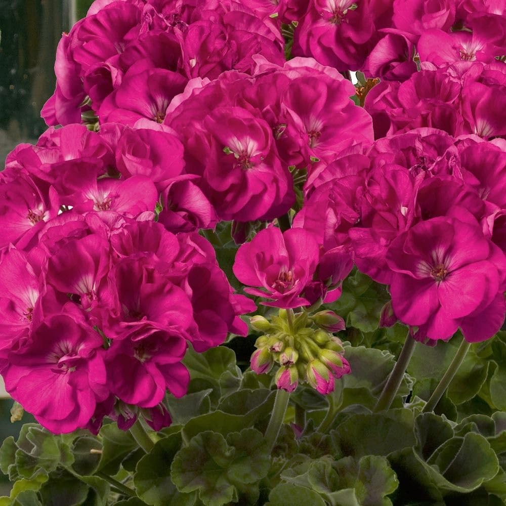 Ritz Farming® Geranium Flower Seeds for Your Home and Gardening Pack of 50 to 70 seeds (PINK SHADED)