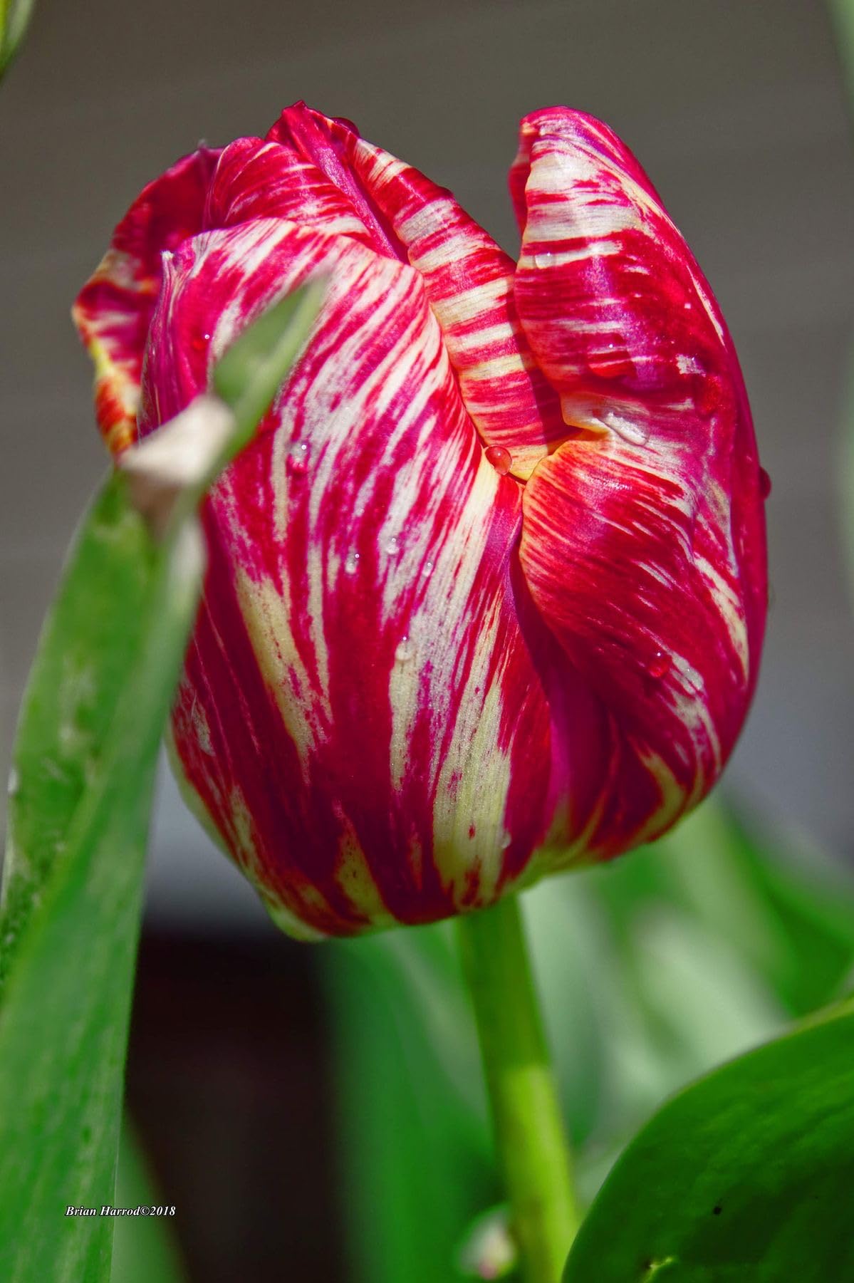 SVG® Tulip Flower Bulbs Imported Variety for Home and Gardening Pack of 1 Bulbs (PURE ORANGE)