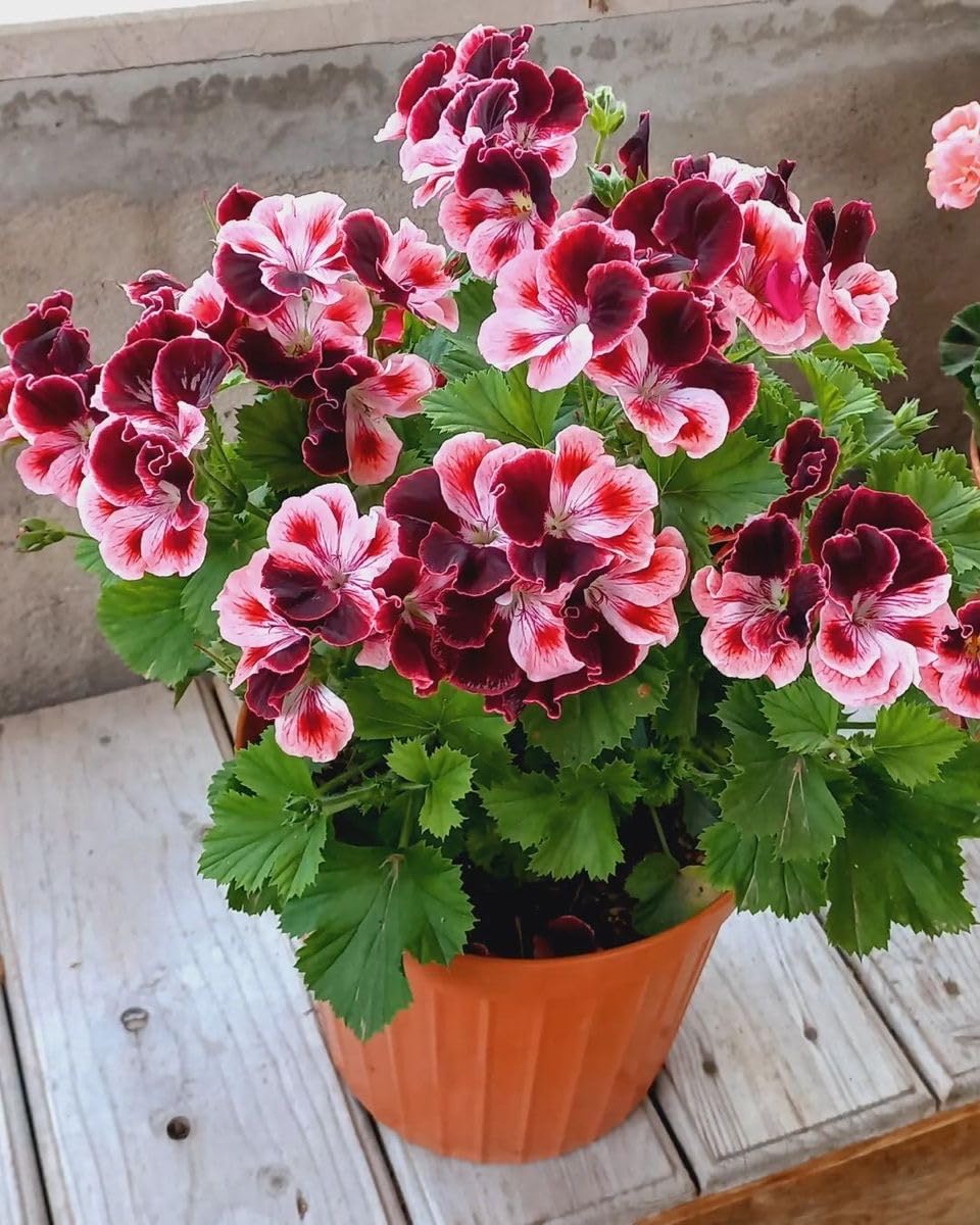 Climbing Double Geranium Flower Seeds for Home and Kitchen Gardening, Pack of 60 to 80 seeds