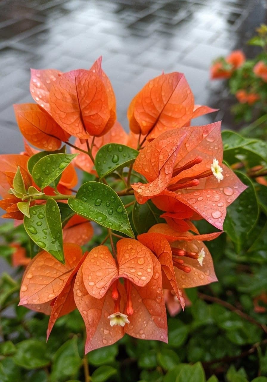 Seeds Ville Bougainvillea Live Flowering Plant Pack of 1