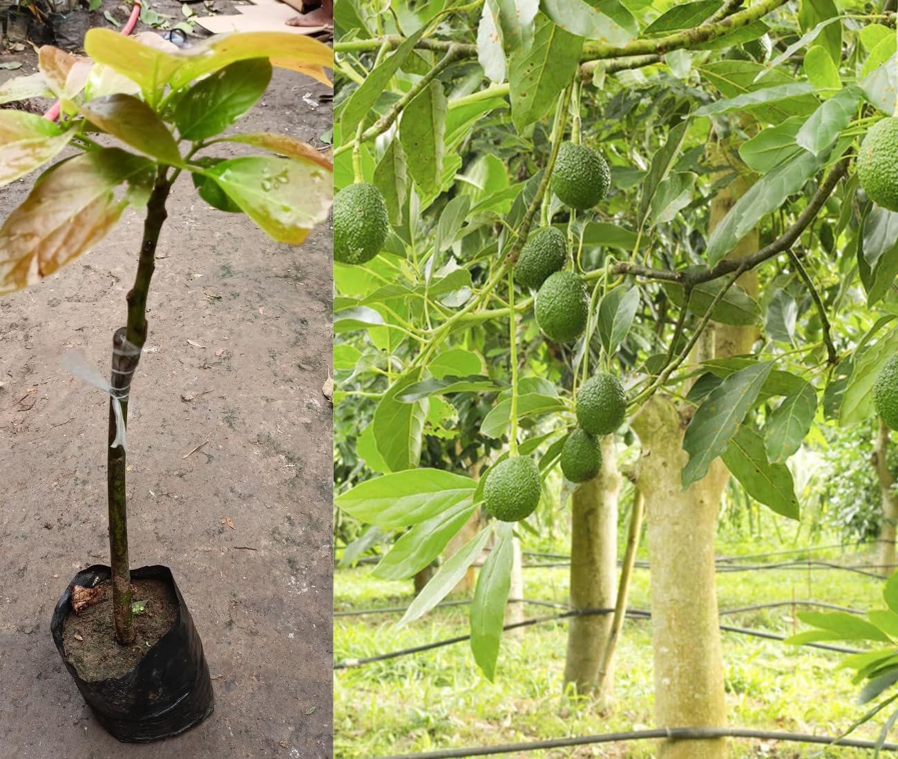 Avocado Frout Plant (Plant height 1.5-2.5 Feet) Butter Fruit - Plant Hybrid Hass Avocado Persea Americana Alligator Pear Butter Fruit Vena Ey Evokaido Phal Aveakkadea Phalam Rare Variety Tree