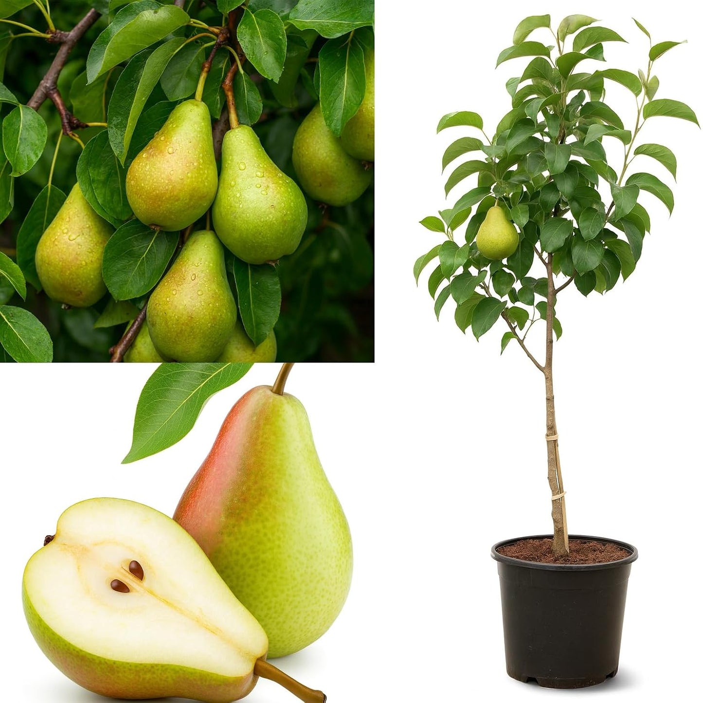 Pear babugosha dwarf grafted live trees Naspati hybrid Pear Fruit Plant (Pack of 1)