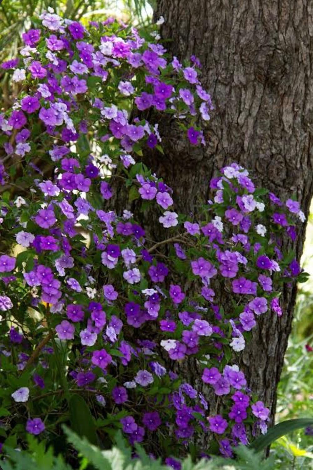Yesterday Today Tomorrow Live Flower Plant | Sunday Monday Live Plant | Flowering Shrub | Small Tree | Brunfelsia pauciflora | Hybrid Plant | Beautiful Ornamental Live Plant |Bloom Yard