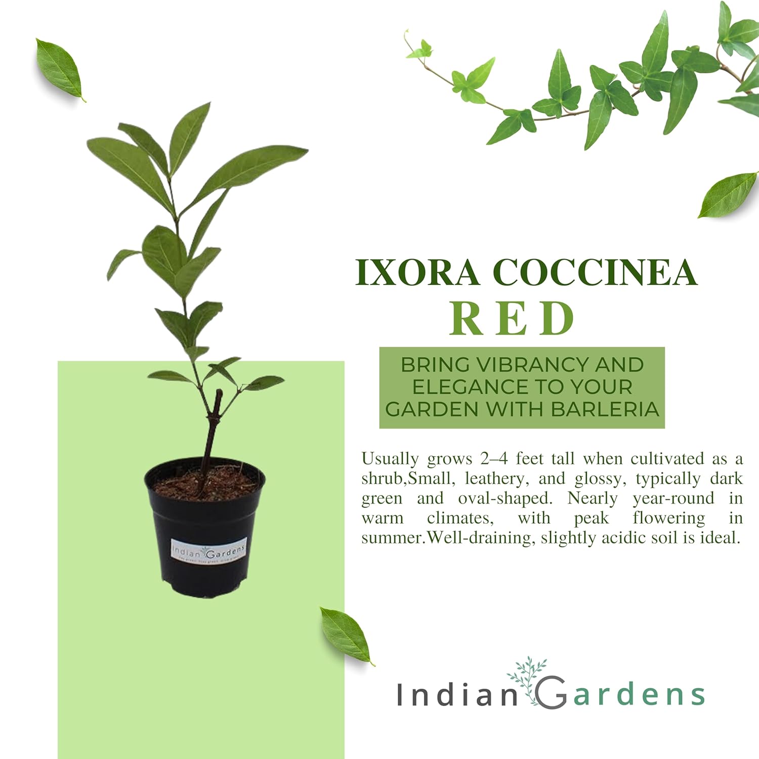 Indian Gardens - Ixora Mini Coccinea Red | Jungle geranium | Flame of the woods | Jungle flame | pendkuli live plant Outdoor Plant with 4 Inch Pot