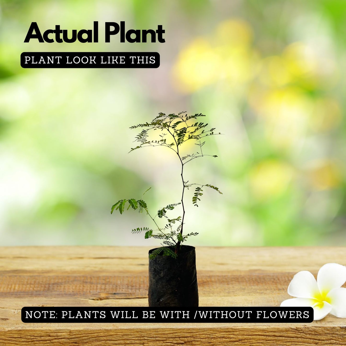 Hug A Plant | Karingali, Cutch Tree, Black Catechu, Black Cutch (Acacia Catechu) Medicinal Live Plant (Home & Garden)