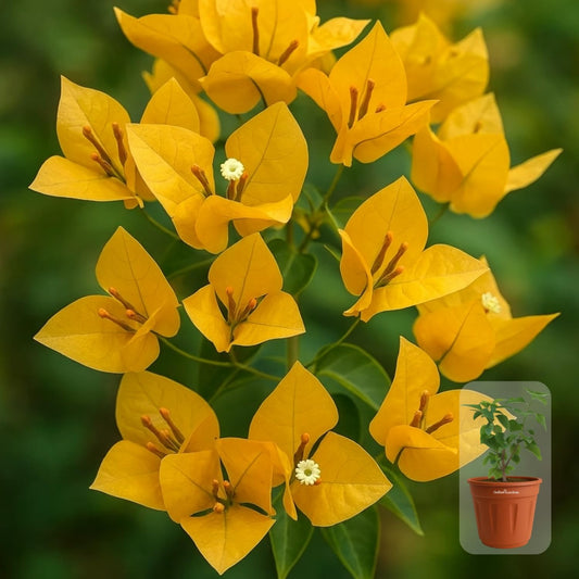Indian Gardens - Bougainvillea Glabra live plant | Indoor & Outdoor Plant | Nyctaginaceae | Paper Flower (Yellow, 6" Terracotta)