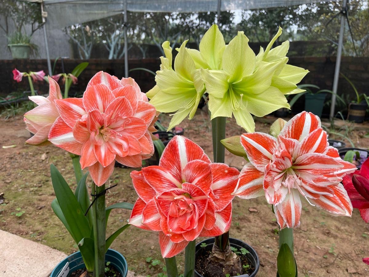 Radha Krishna Agriculture® Amaryllis Lily Flower Bulbs Double Imported for Home and Gardening Pack of 1 Bulbs (MAROON)