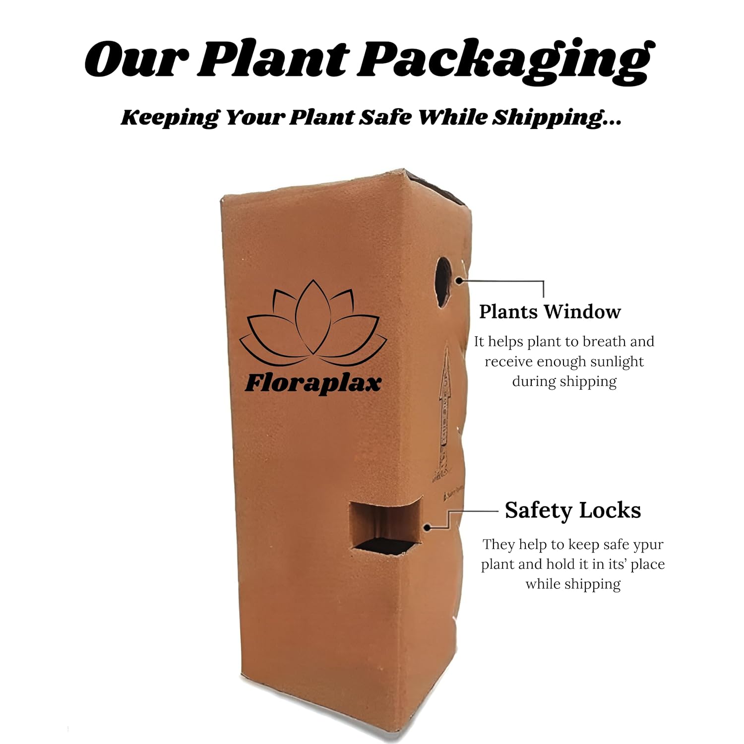 FloraPlax Beautiful Grafted Colourful Multi Bougainvillea Flower Dwarf Bonsai Plant Tree 4-5 colour || For Home Garden Outdoor & Indoor (Multicolour Bougainvillea)