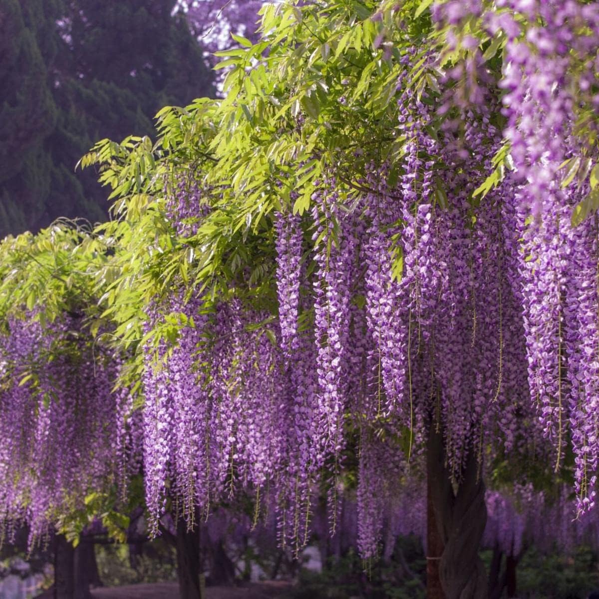 50+ Seeds- All Seasons Purple Wisteria Climbing Flowering Tree Seeds For Home Garden