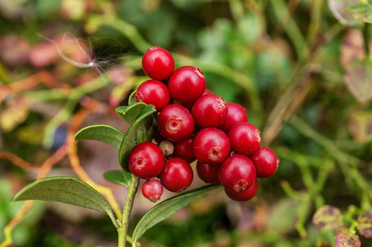 Seeds Ville- 35 Seeds- Cranberry Fruit Organic Seeds For Plantinh HOME GARDEN