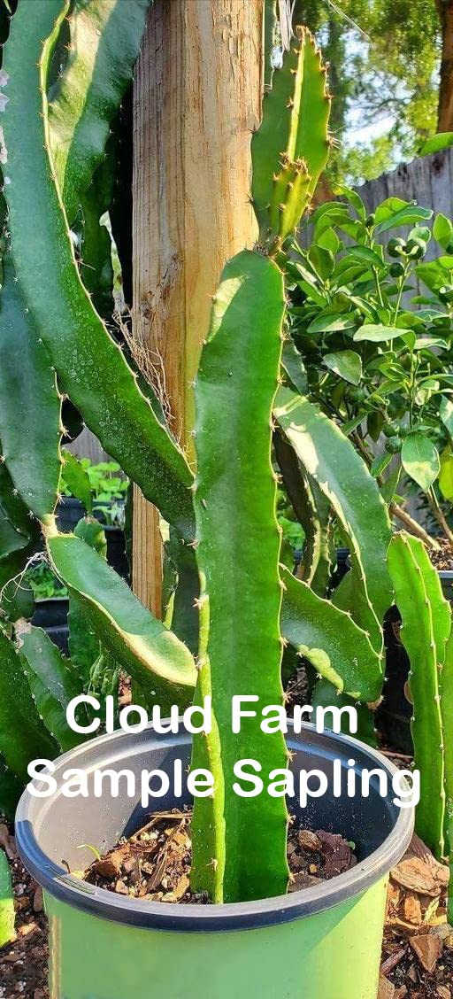 Dragon Fruit Combo Pack of All Three- 3 Varieties- Yellow Skin, Pink Skin but White Flesh and PinkSkin with Pink Flesh.. Hybrid Rooted Dragon Saplings. [V4]