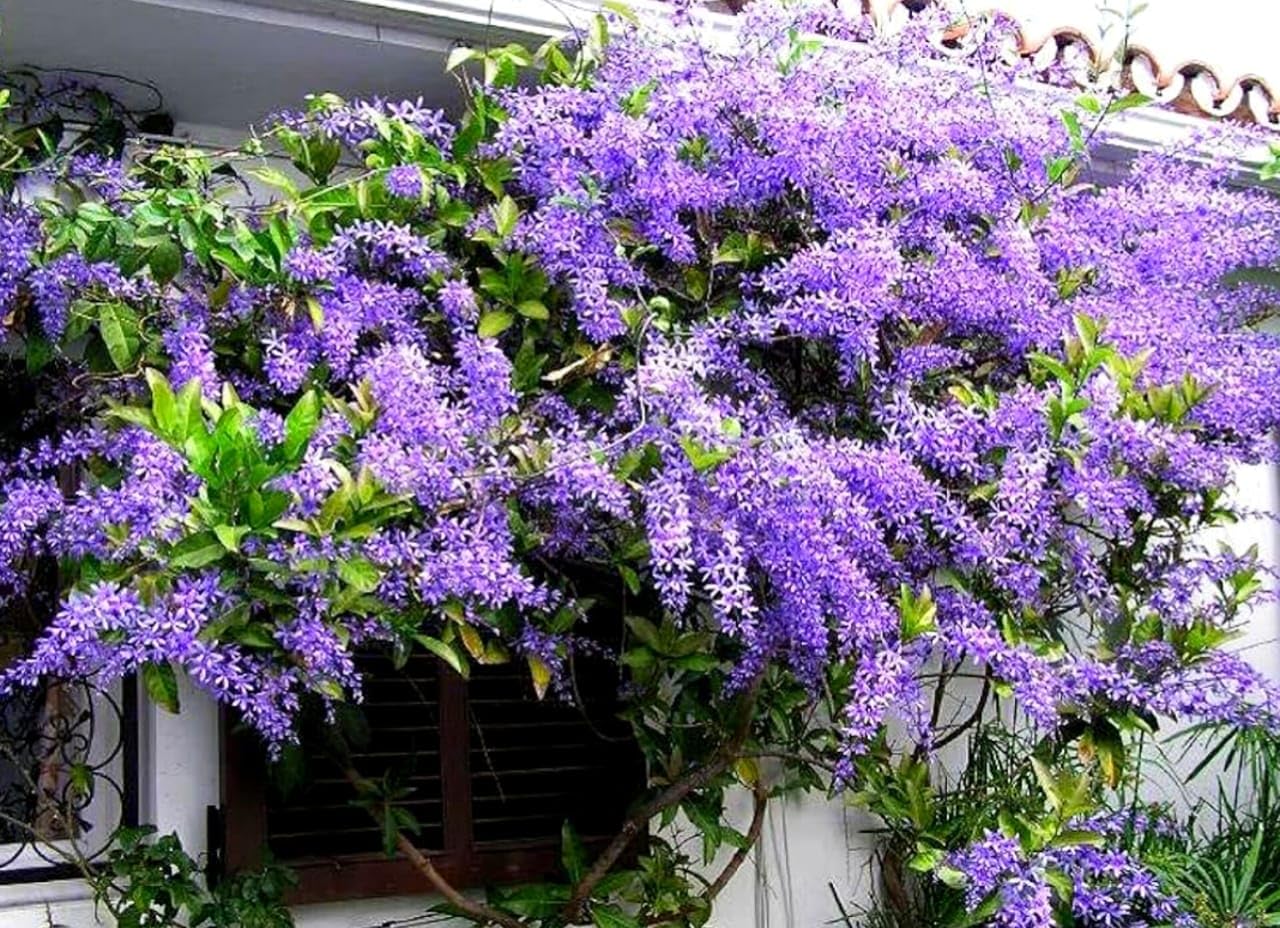 Seeds Ville Petrea Volubilis Flowering Vine Purple Pack of 1