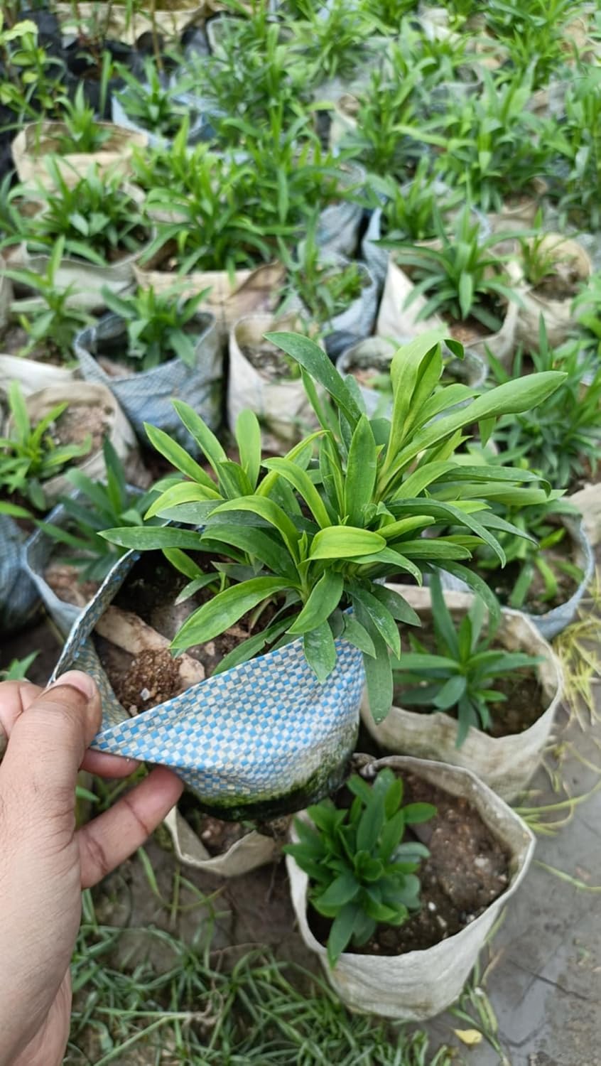 Oxygrin BiColour Dianthus Flower Live Plant Carnation Carnations Sweet William Flower Live Plant in Polybag DA040