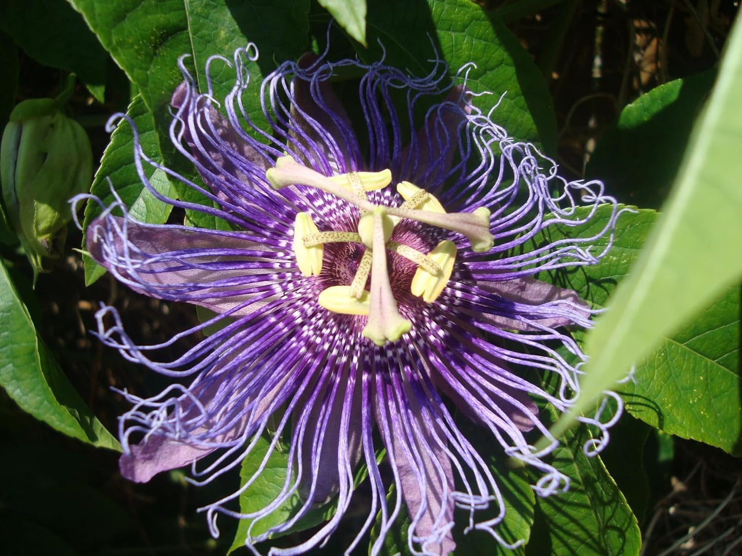 Krishna Kamal Flowering Plant – Purple Passion Flower Vine | Passiflora Incarnata | Decorative Live Plant for Home & Office