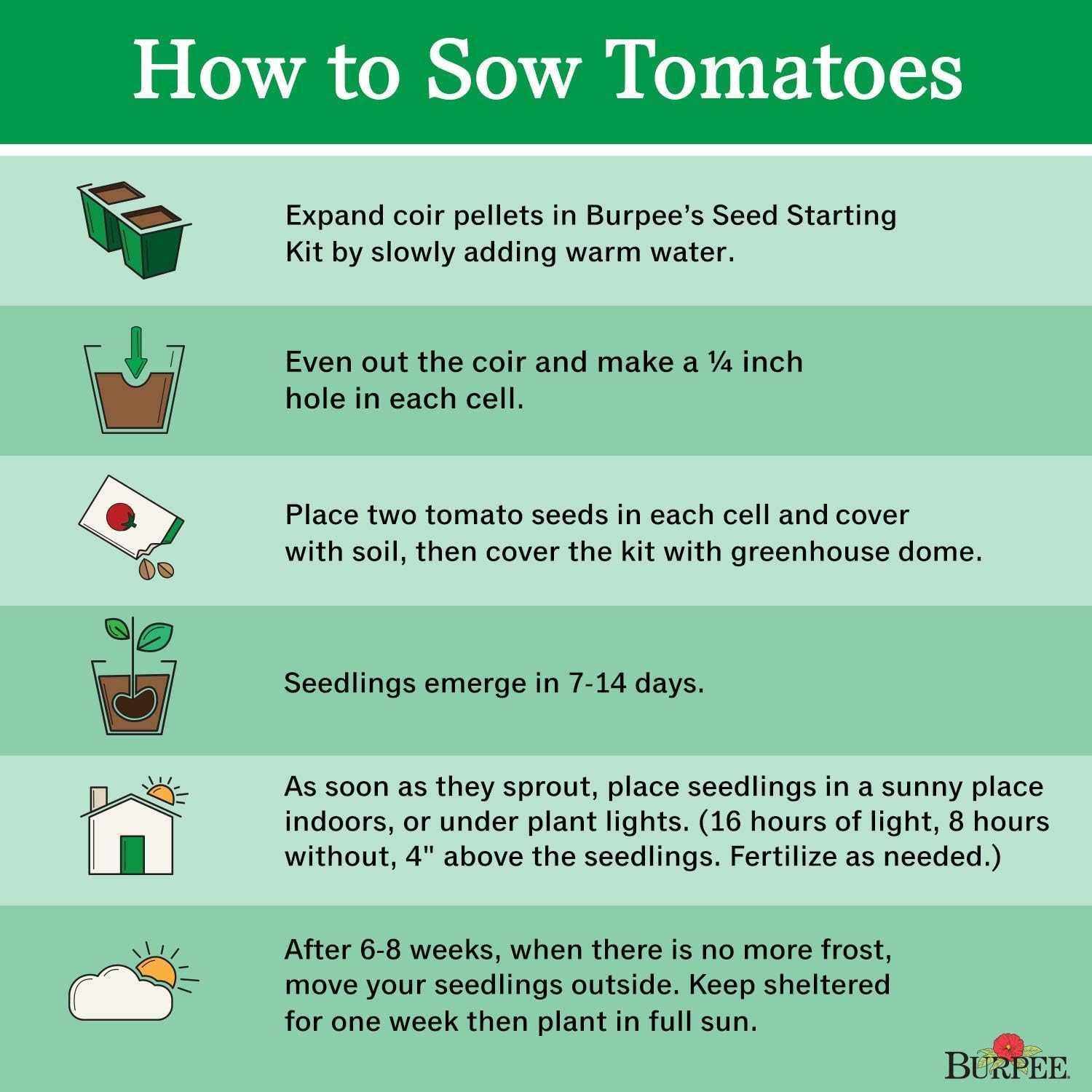 Organic Hybrid | Red Slicing Tomato | 50 Seeds For Home Garden - Seeds Ville