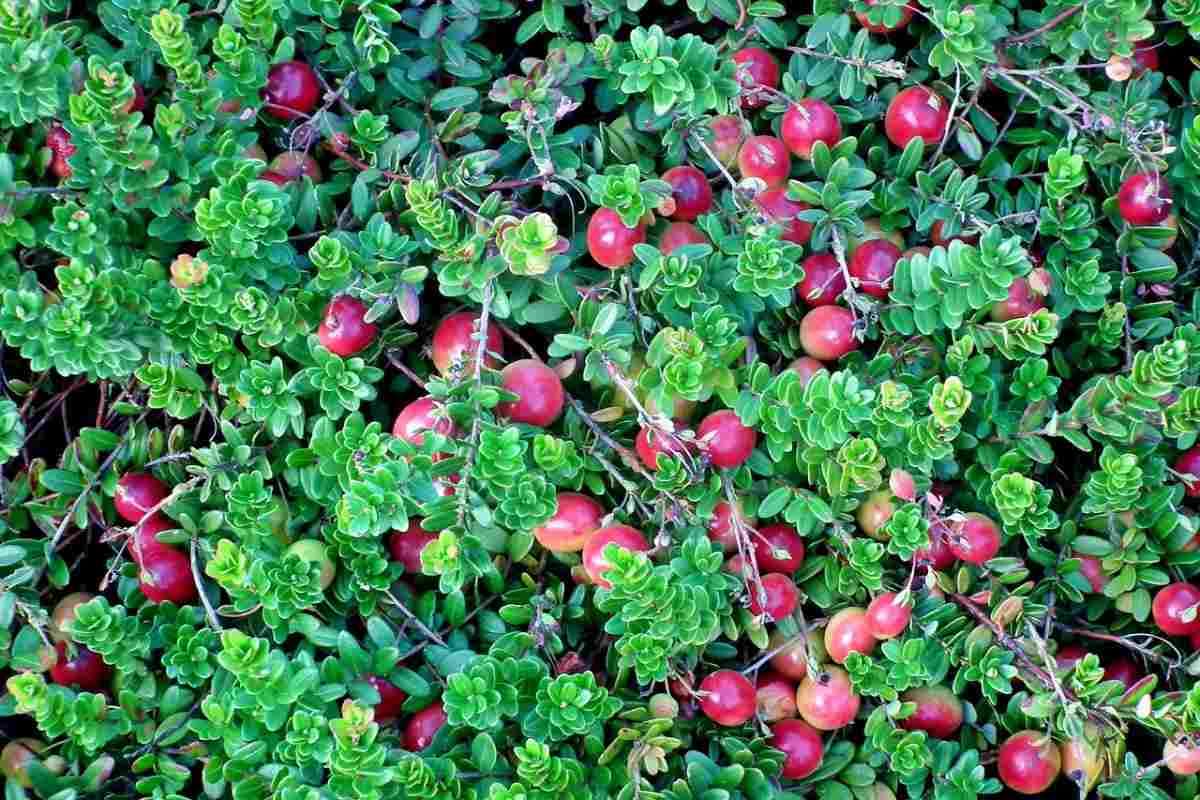 Seeds Ville- 35 Seeds- Cranberry Fruit Organic Seeds For Plantinh HOME GARDEN