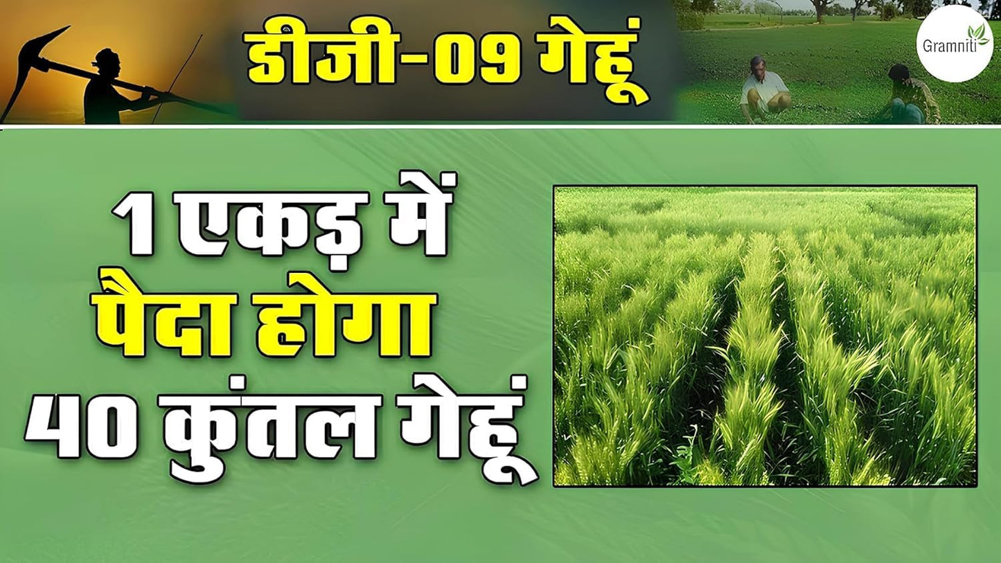 Urban Eden High Yield Wheat Grass Seeds (DG 09 Israel Variety) - Fast Growing for Maximum Harvest | Ideal for Juicing, Fodder & Commercial Farming (1.9 KILOGRAMS) - Seeds Ville
