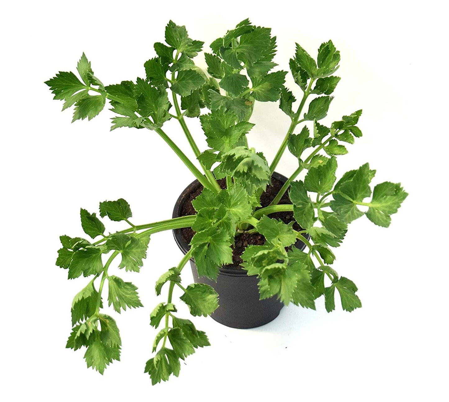 Live Parsley Plant | Fresh Culinary Herb for Kitchen & Garden | Fast-Growing, Flavorful Leaves | Easy to Grow Indoor–Outdoor Herb Plant in Pot