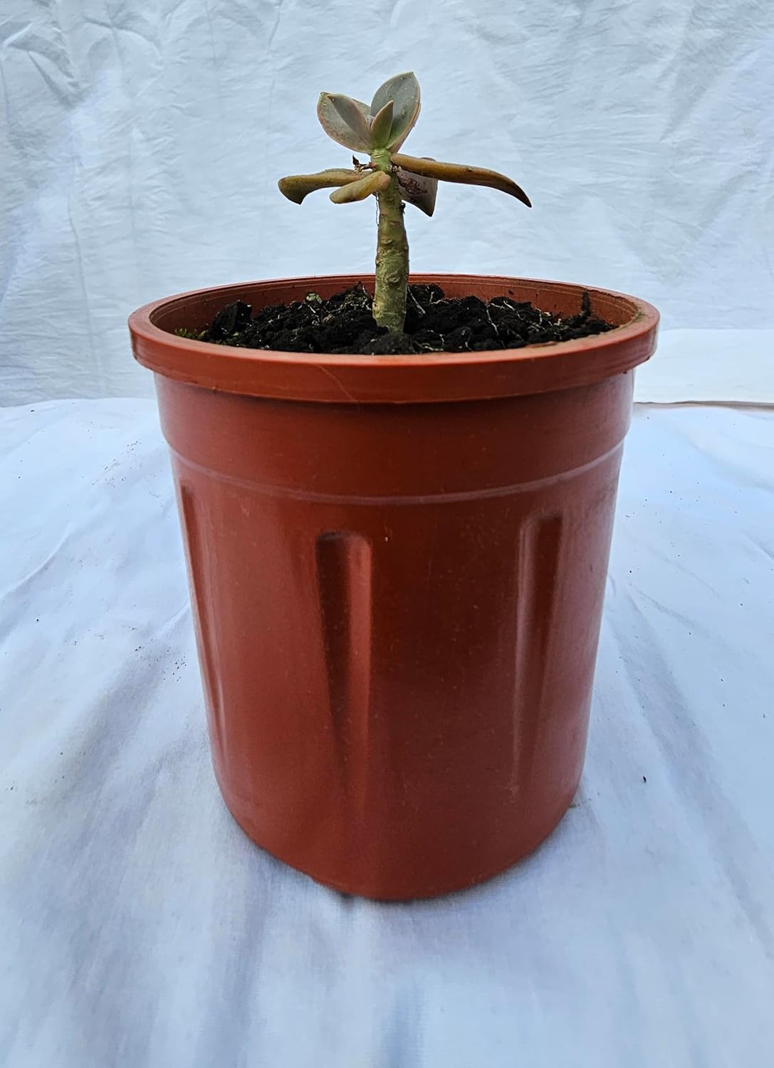 KATASHA KODAIKANAL Organic Echeveria Plant – Live Hardy Succulent – Low Maintenance, Drought-Resistant & Air-Purifying – Perfect for Home, Office & Garden Décor