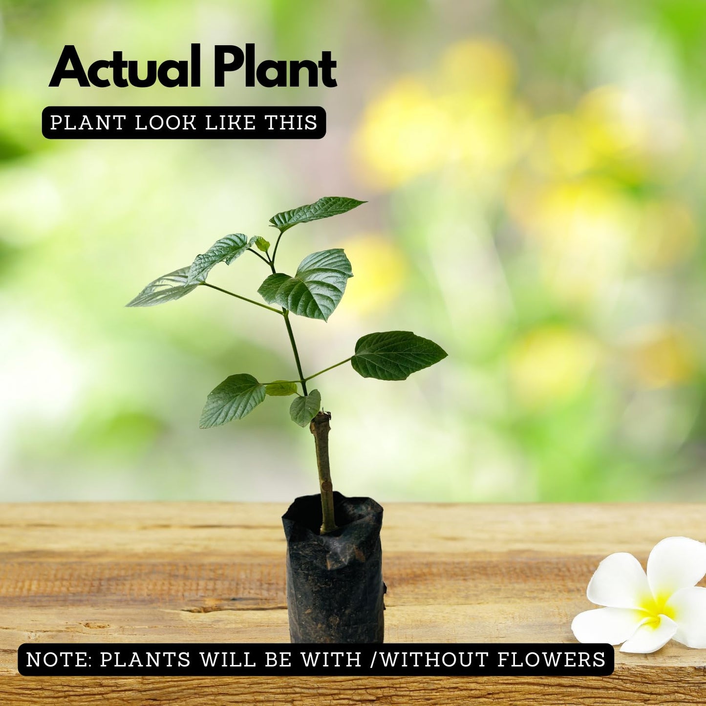 Hug A Plant | Hanuman Kireedam/Red Pagoda (Clerodendrum paniculatum) Flowering/Ornamental Live Plant (Home & Garden)