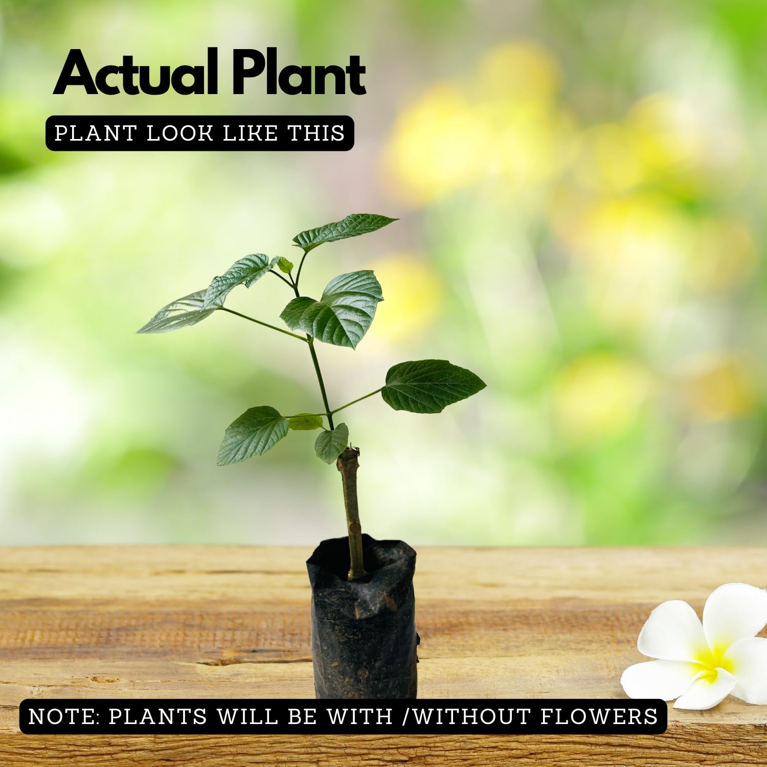 Hug A Plant | Hanuman Kireedam/Red Pagoda (Clerodendrum paniculatum) Flowering/Ornamental Live Plant (Home & Garden)