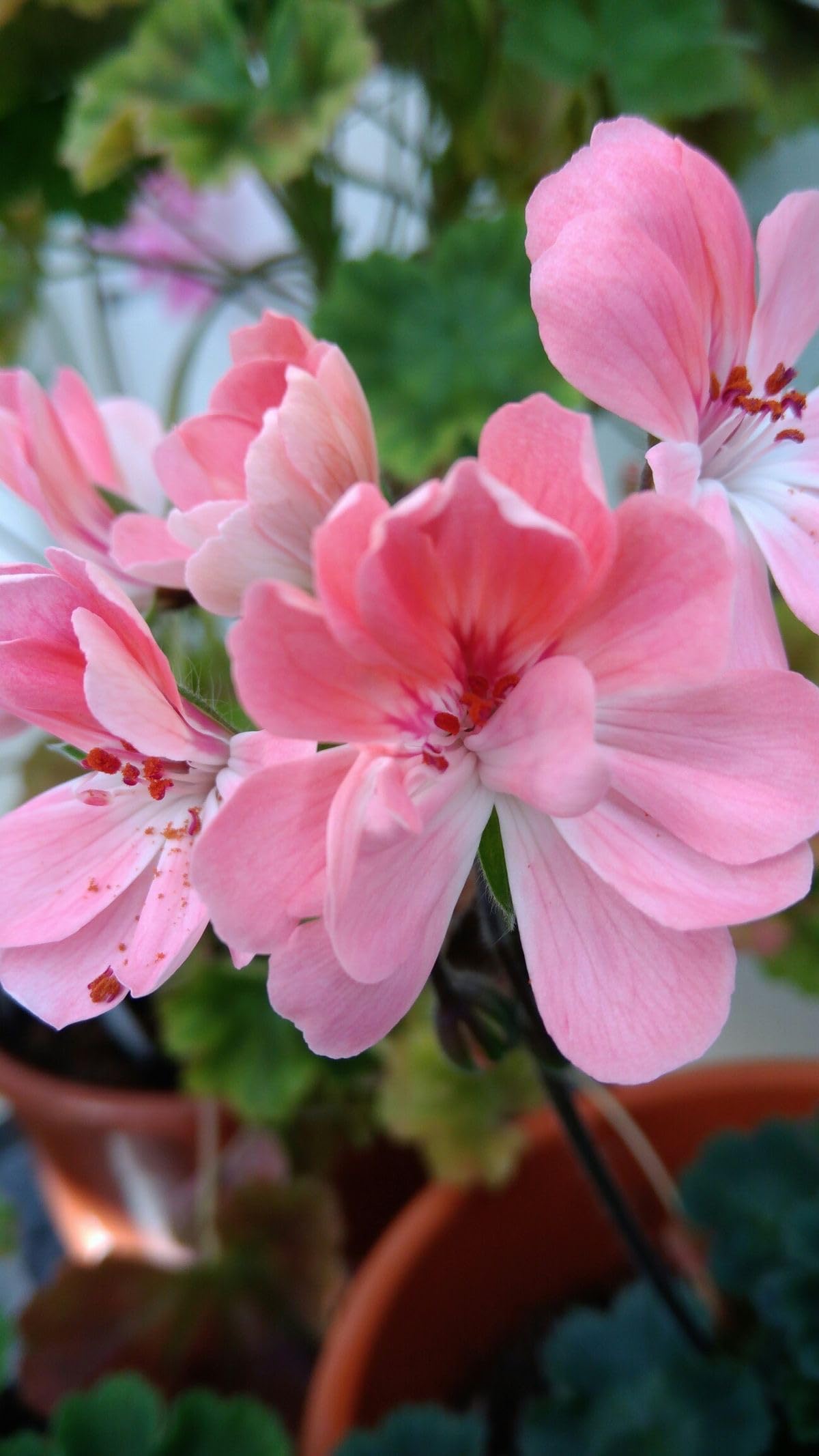 Ritz Farming® Geranium Flower Seeds for Your Home and Gardening Pack of 50 to 70 seeds (PINK SHADED)