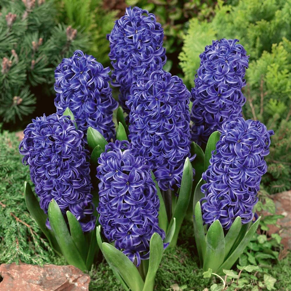 Hyacinth Flower Bulbs for All Season India for Indoor and Outdoor Planting Pack of 1 Bulbs By Zabbus (Blue)
