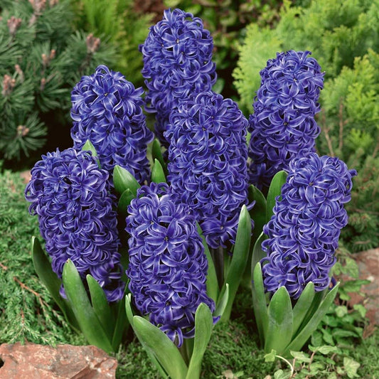 Hyacinth Flower Bulbs for All Season India for Indoor and Outdoor Planting Pack of 1 Bulbs By Zabbus (Blue)