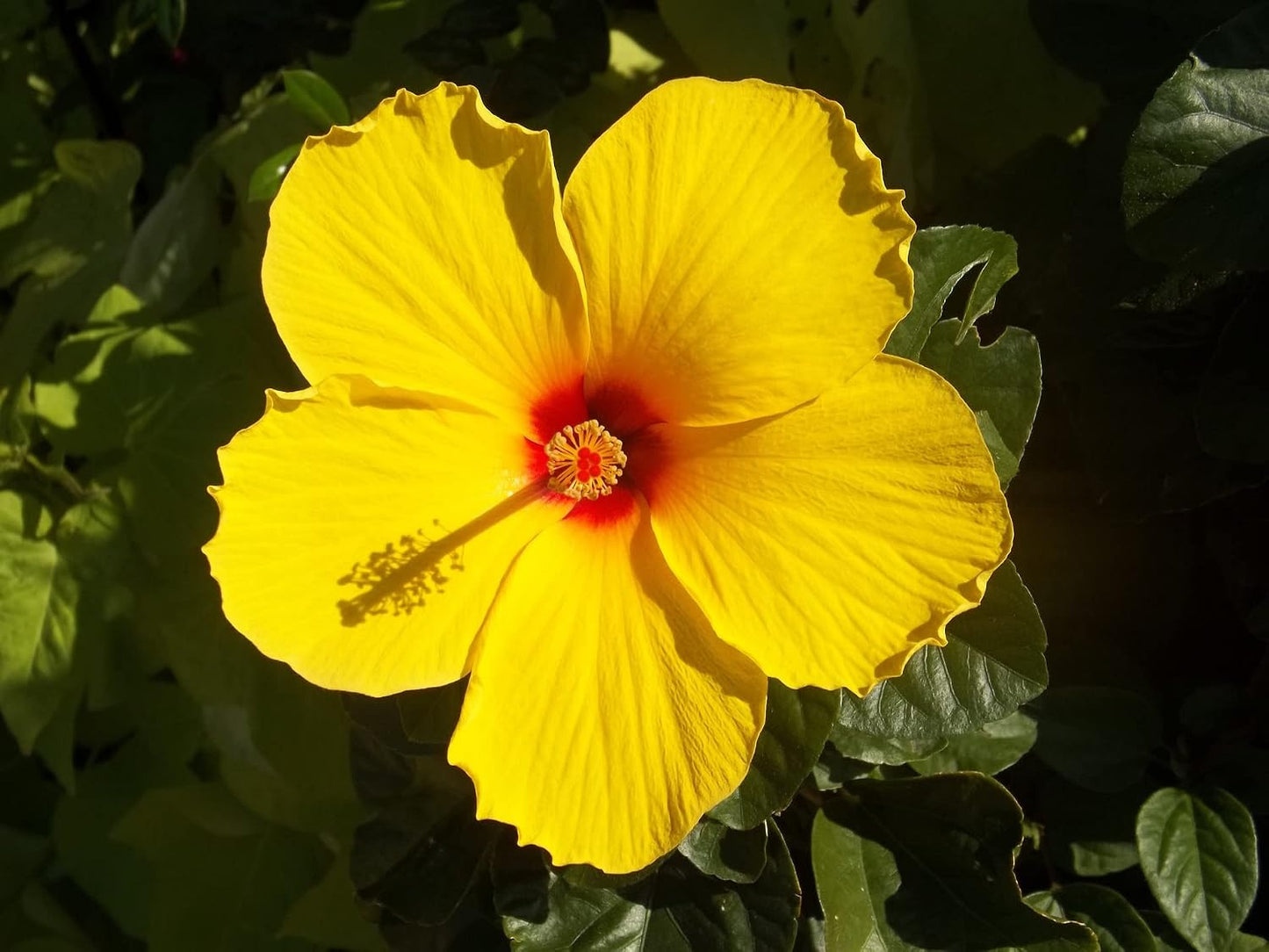 Seeds Ville Hybrid Hibiscus Flower Plant 4 Varieties Pack