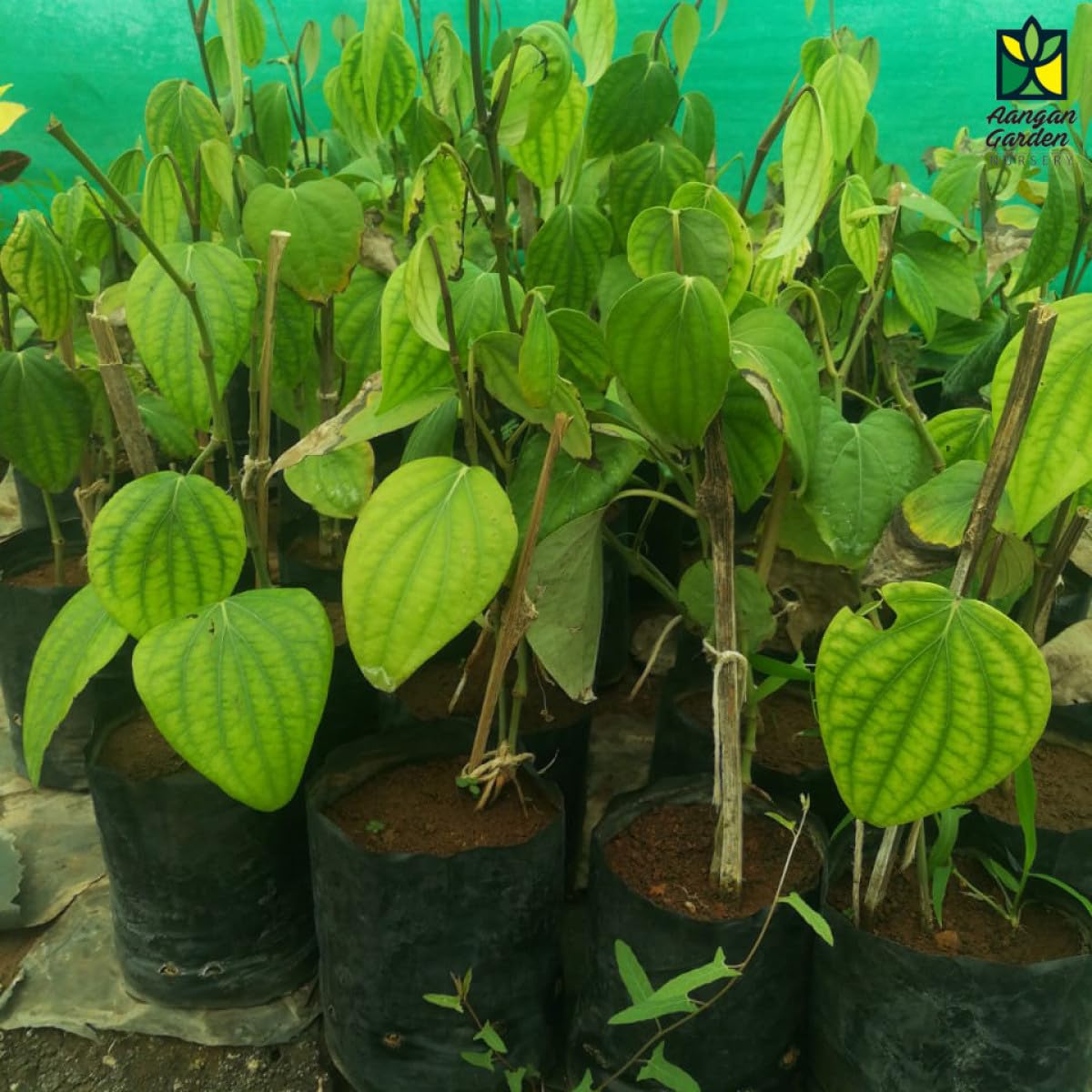 Hybrid Black Pepper Plant, Kali Mirch- Medicinal plant pack of 1