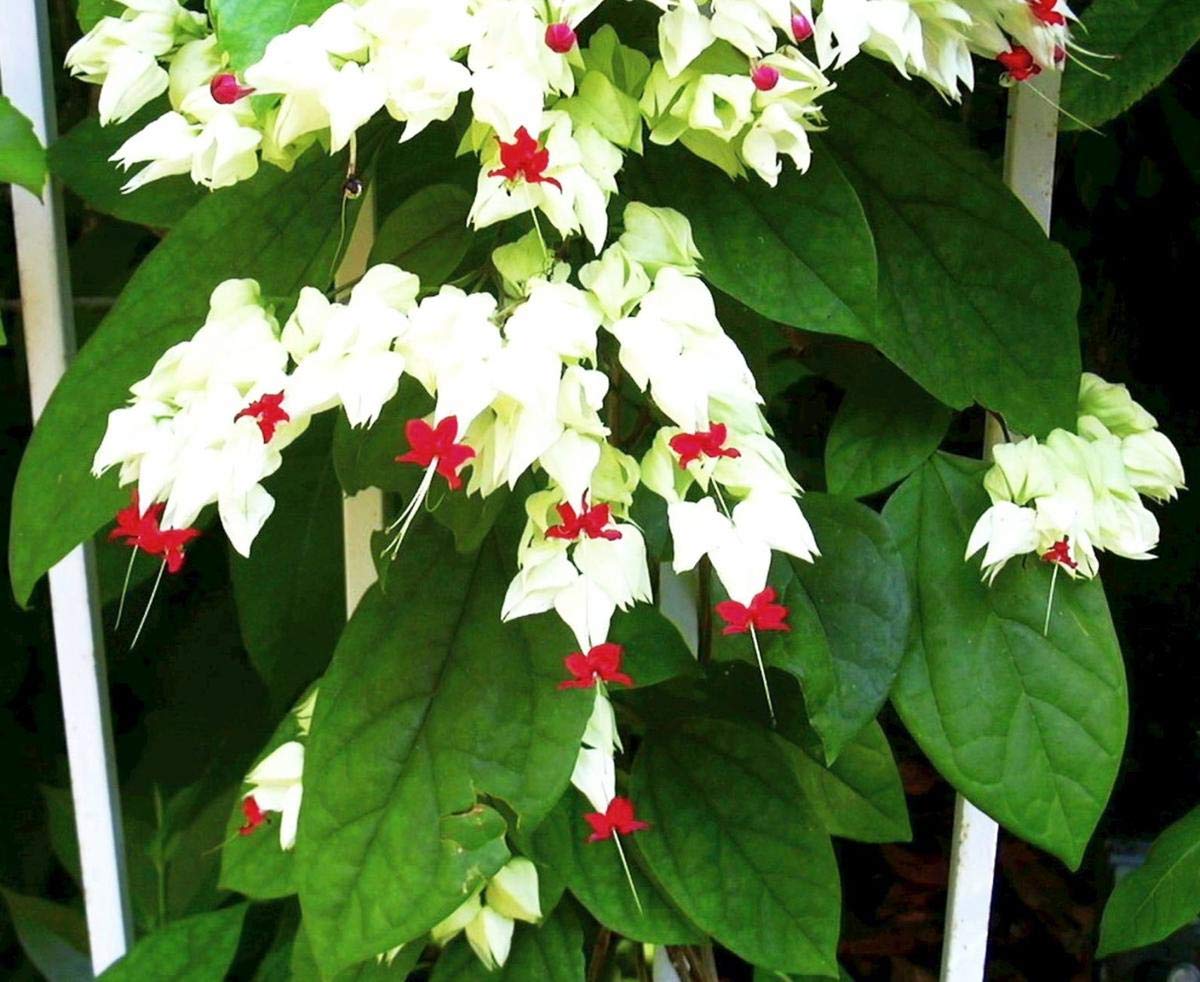 Seeds Ville Clerodendrum thomsoniae Live Vine Plant Air Purifying 1 Count