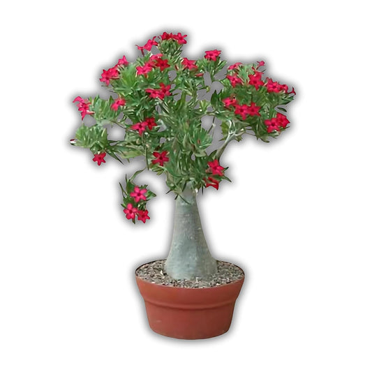 Samarth Cactus Adenium Crimson Red Star, Rare Desert Rose, Red Flowers, Air Purifier Indoor Natural Rare Live Plant With Pot Succulent For Living Room, Bedroom,Home Garden Balcony Office Decor