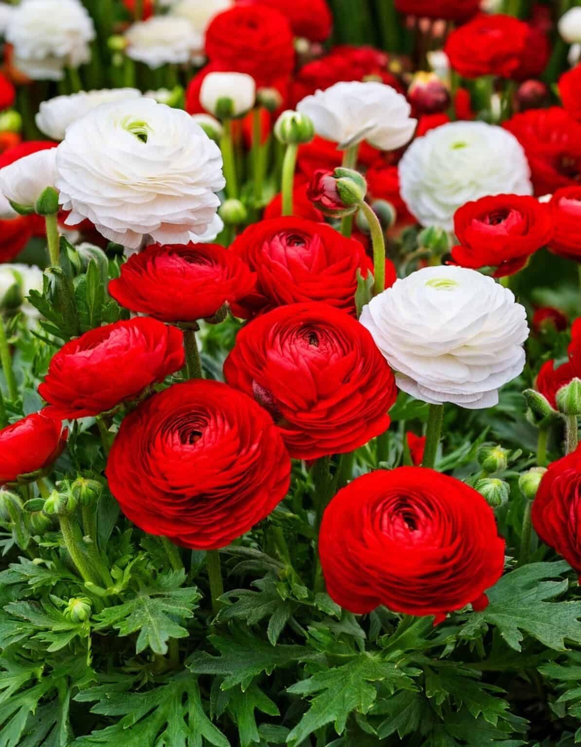 Ranunculus Flower Bulbs Imported Holland Vearty for Your Home and Gardening Pack of 2 Bulbs (MIXEDCOLOR)