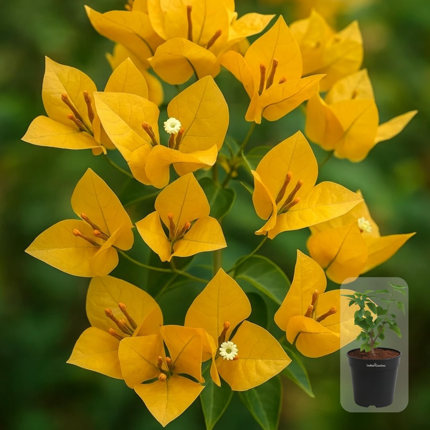 Indian Gardens - Bougainvillea Glabra live plant | Indoor & Outdoor Plant | Nyctaginaceae | Paper Flower (Yellow, 6" Terracotta)