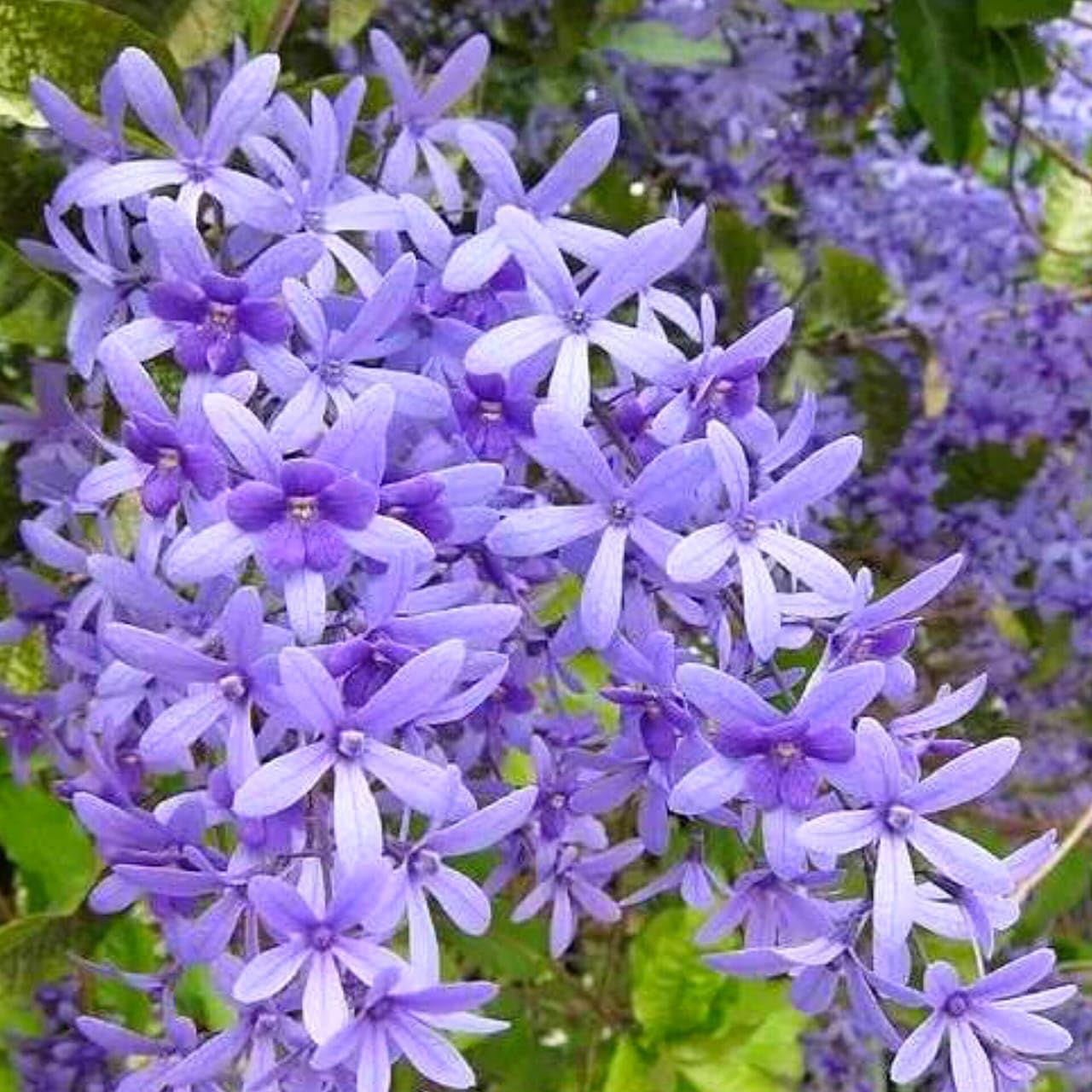 Seeds Ville Petrea Volubilis Flowering Vine Purple Pack of 1