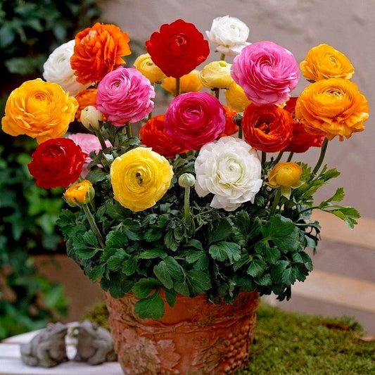 65+ Seeds- Ranunculus Persian Buttercup Flower Seeds, All-Season, Low Maintenance & Air Purifying Flowers | Perfect for Home Garden, Balcony & Pots (ALL MIX) - Seeds Ville