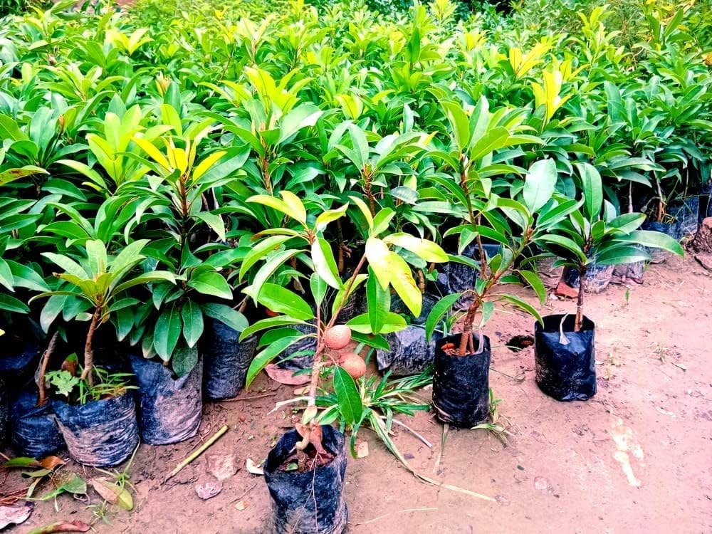 GRAFTED- BLACK MULBERRY Fruit Tree- (PACK OF 2) Live Outdoor Garden Plant