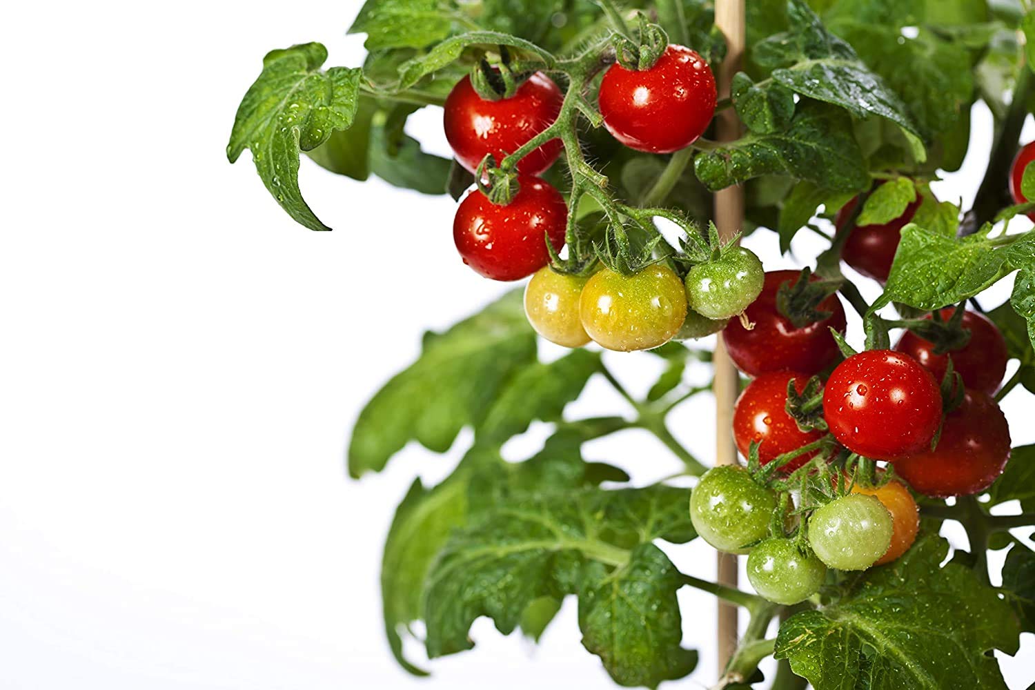 Organic Tiny Tim Dwarf Heirloom Cherry Tomato 50+ Seeds - Seeds Ville