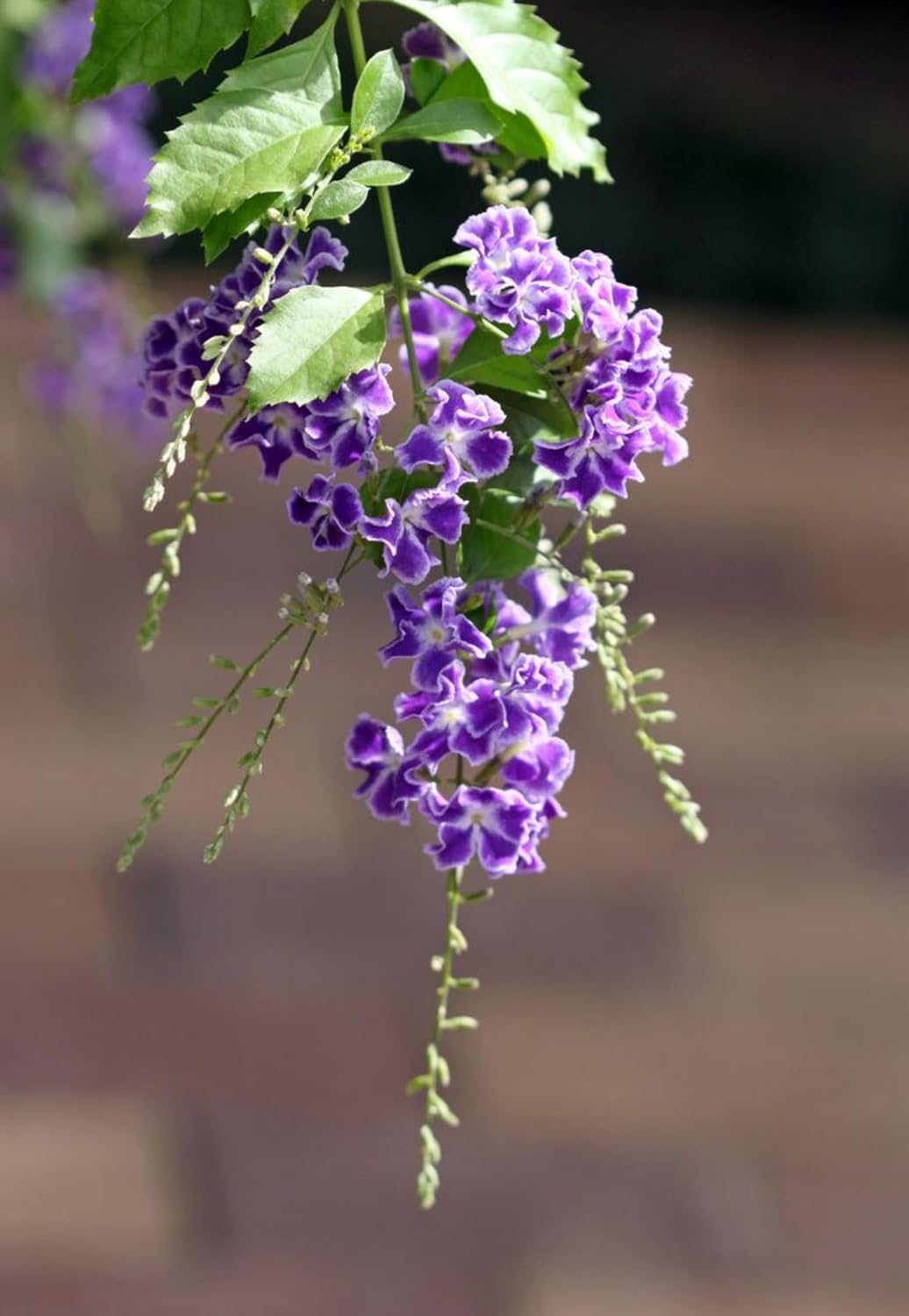 Seeds Ville Duranta Pretty Purple Shower Live Flowering Plant