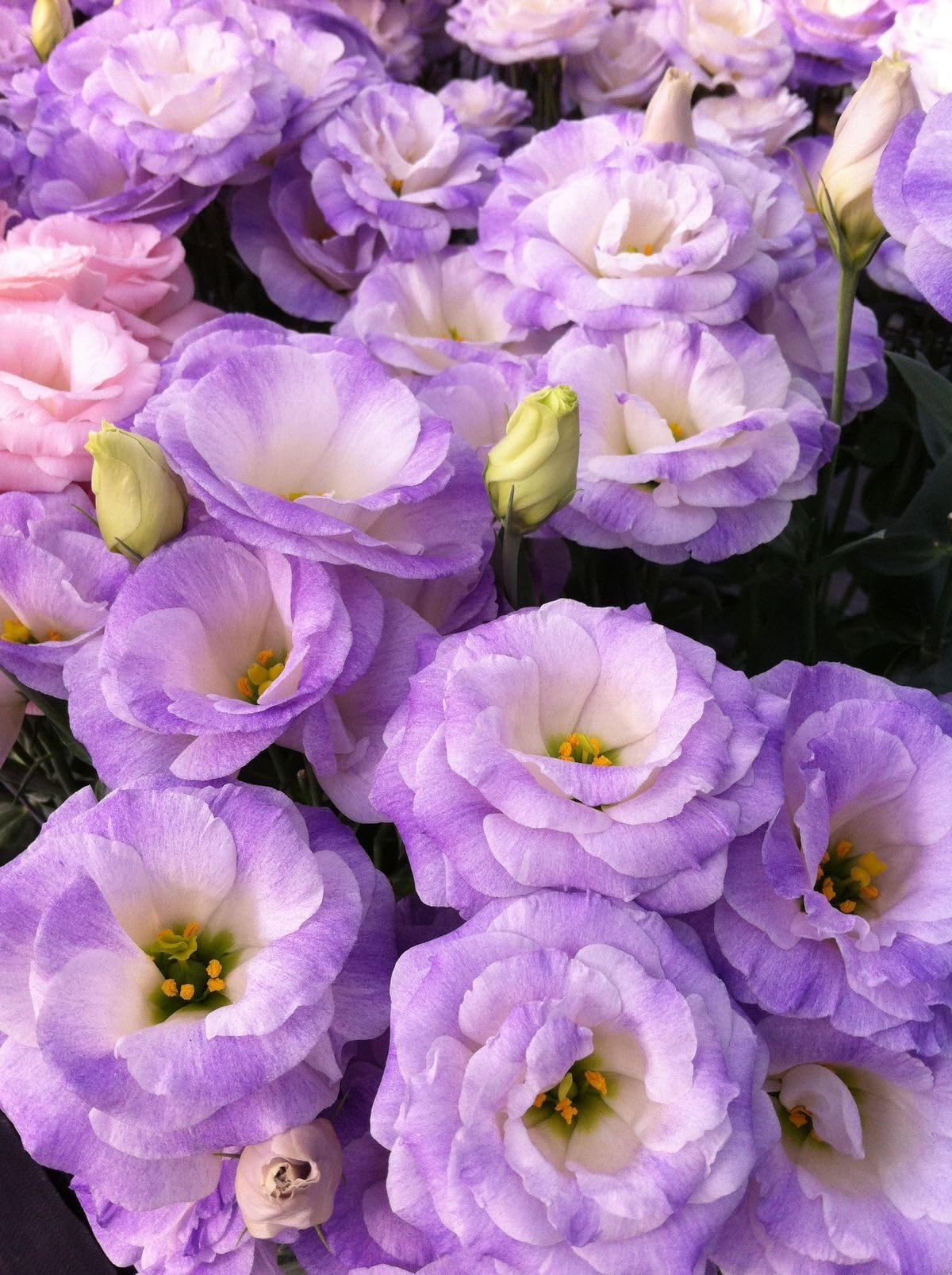 Radha Krishna Agriculture® Imported Lisianthus Flower Seeds for Home and Kitchen Gardening Pack of 100 seeds (MULTISHADE)