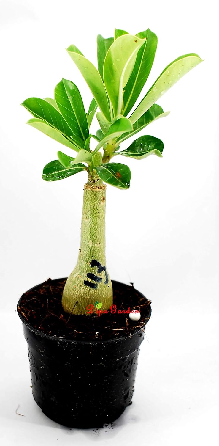 DIPA Rosy Adenium/Desert Rose Grafted1 Healthy Live Plant With Pot(SIAM BLUE SUCCESS)