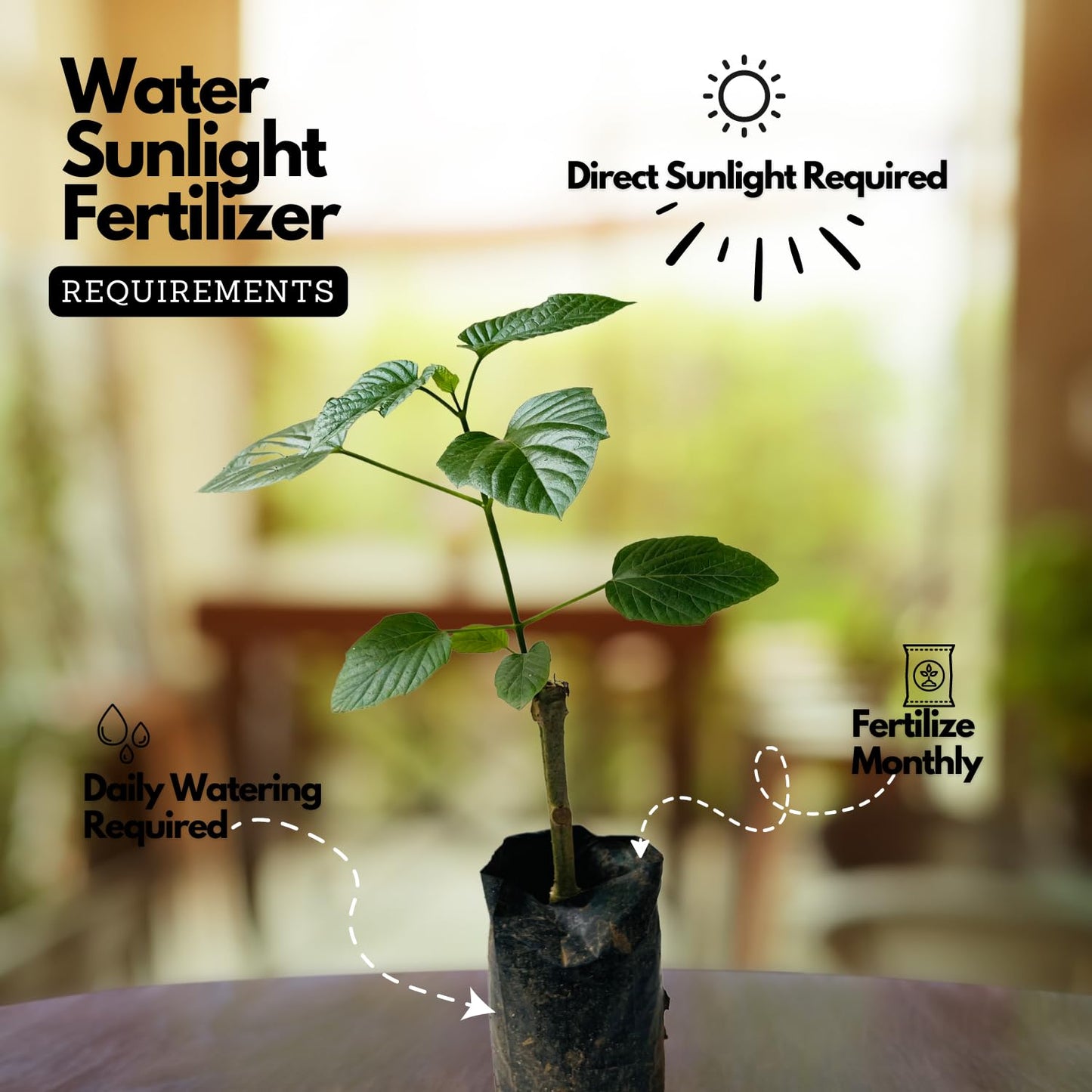 Hug A Plant | Hanuman Kireedam/Red Pagoda (Clerodendrum paniculatum) Flowering/Ornamental Live Plant (Home & Garden)