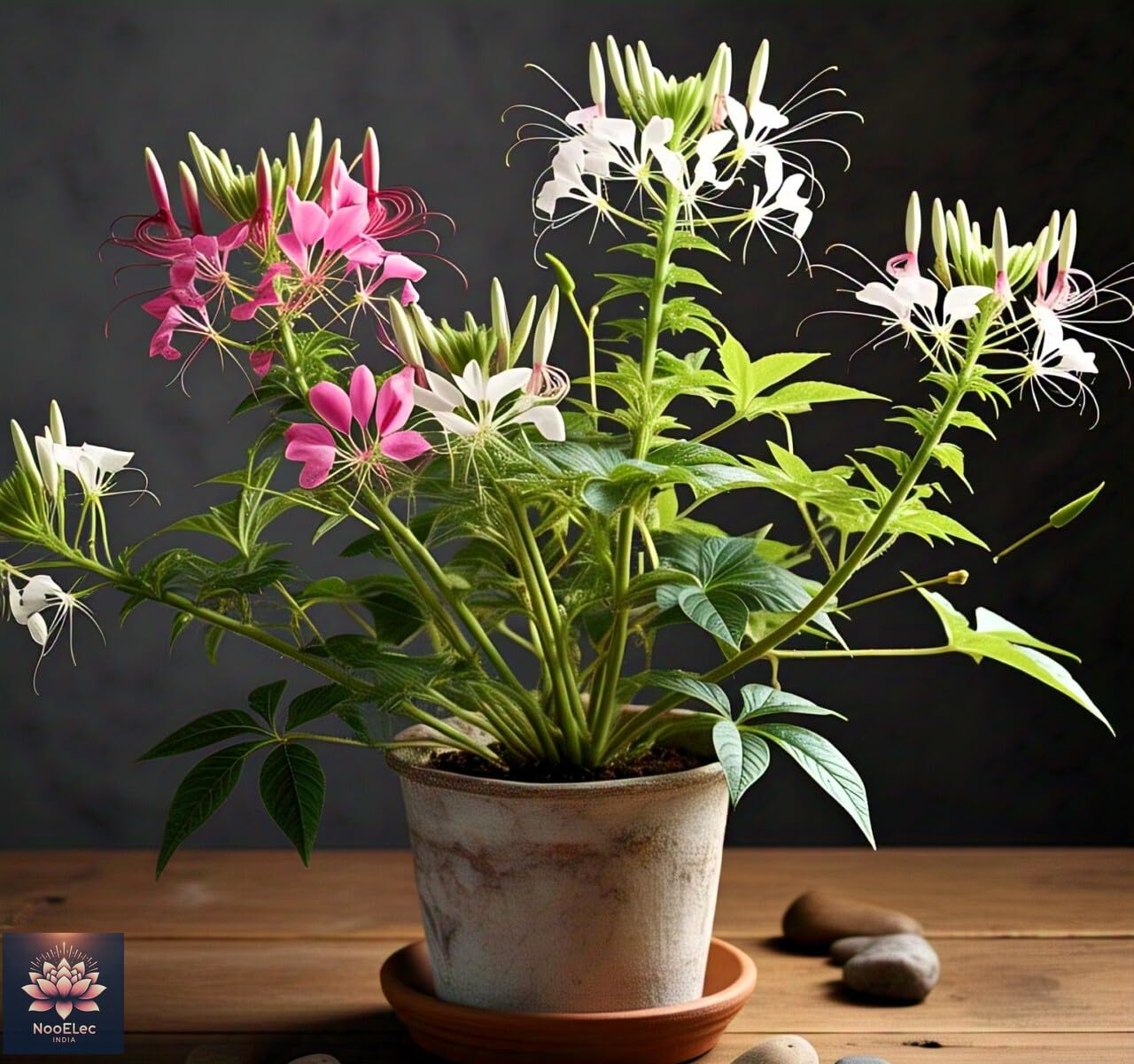 35+ SEEDS- Cleome Flower Seeds For Planting - Easy to Grow, All Year Bloom, Low Maintenance - Seeds Ville