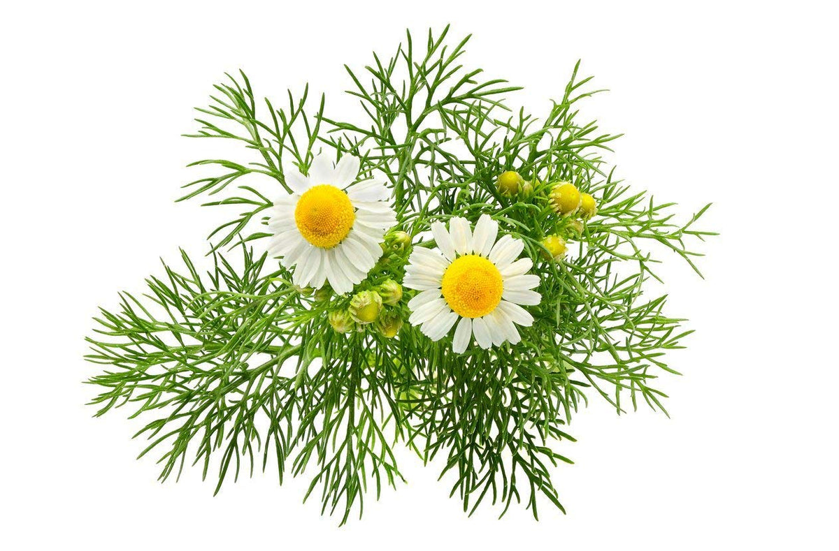 Seeds Ville German Chamomile Herb Seeds Pack of 100