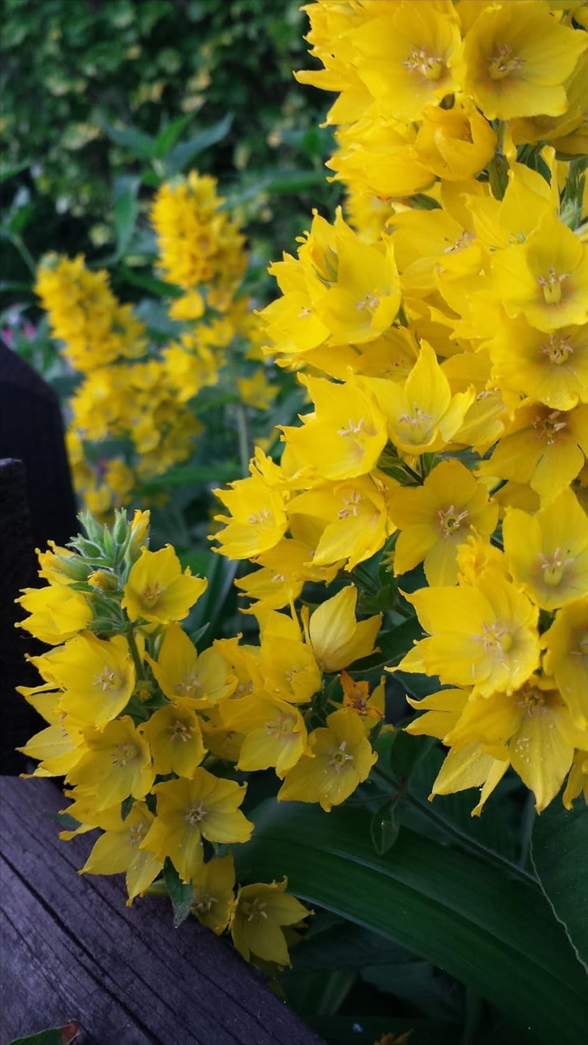 SVG® Ornithogalum Chinchirinchi Flower Bulbs Imported Variety Pack of 5 bulbs (WHITE)