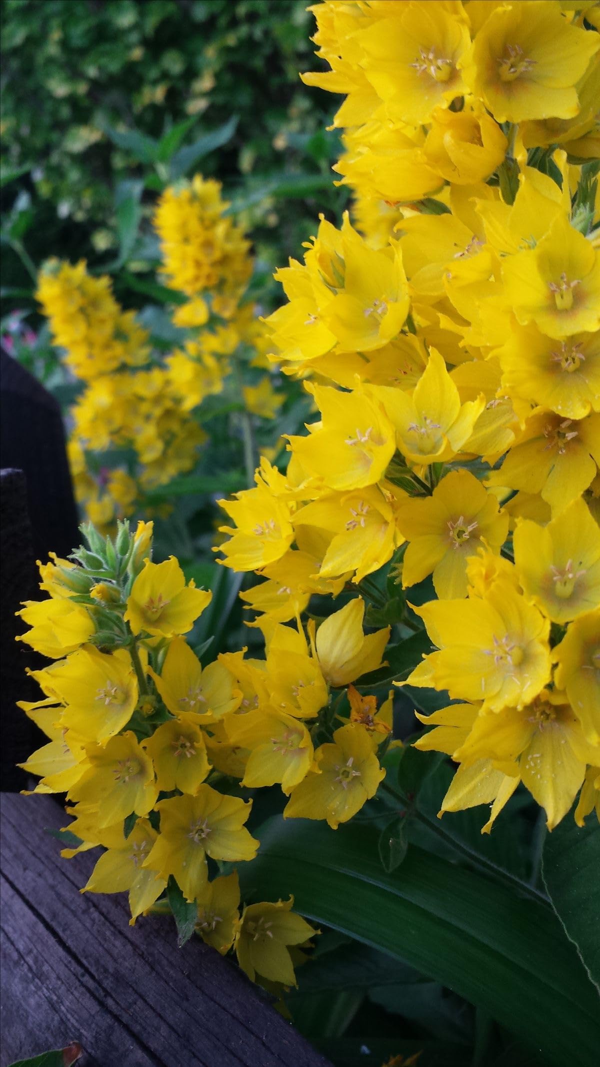 SVG® Ornithogalum Chinchirinchi Flower Bulbs Imported Variety Pack of 5 bulbs (WHITE)