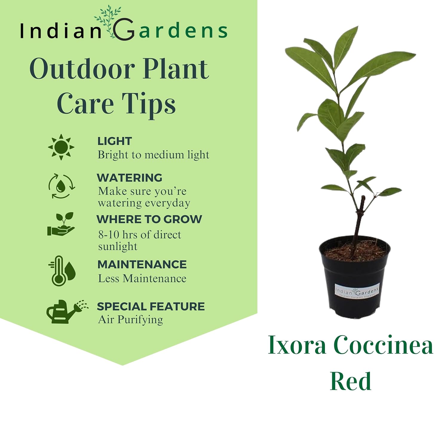 Indian Gardens - Ixora Mini Coccinea Red | Jungle geranium | Flame of the woods | Jungle flame | pendkuli live plant Outdoor Plant with 4 Inch Pot